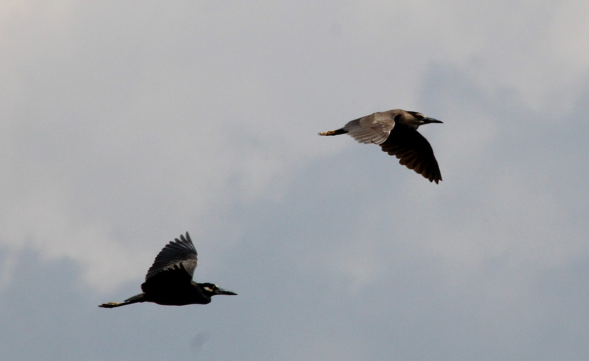 Yellow-crowned Night Heron - ML645477403