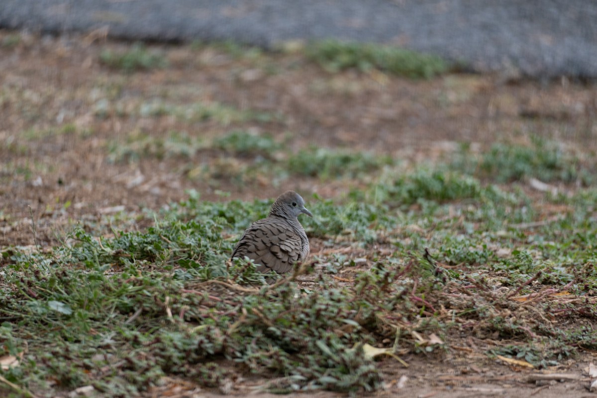 Inca Dove - ML645477404