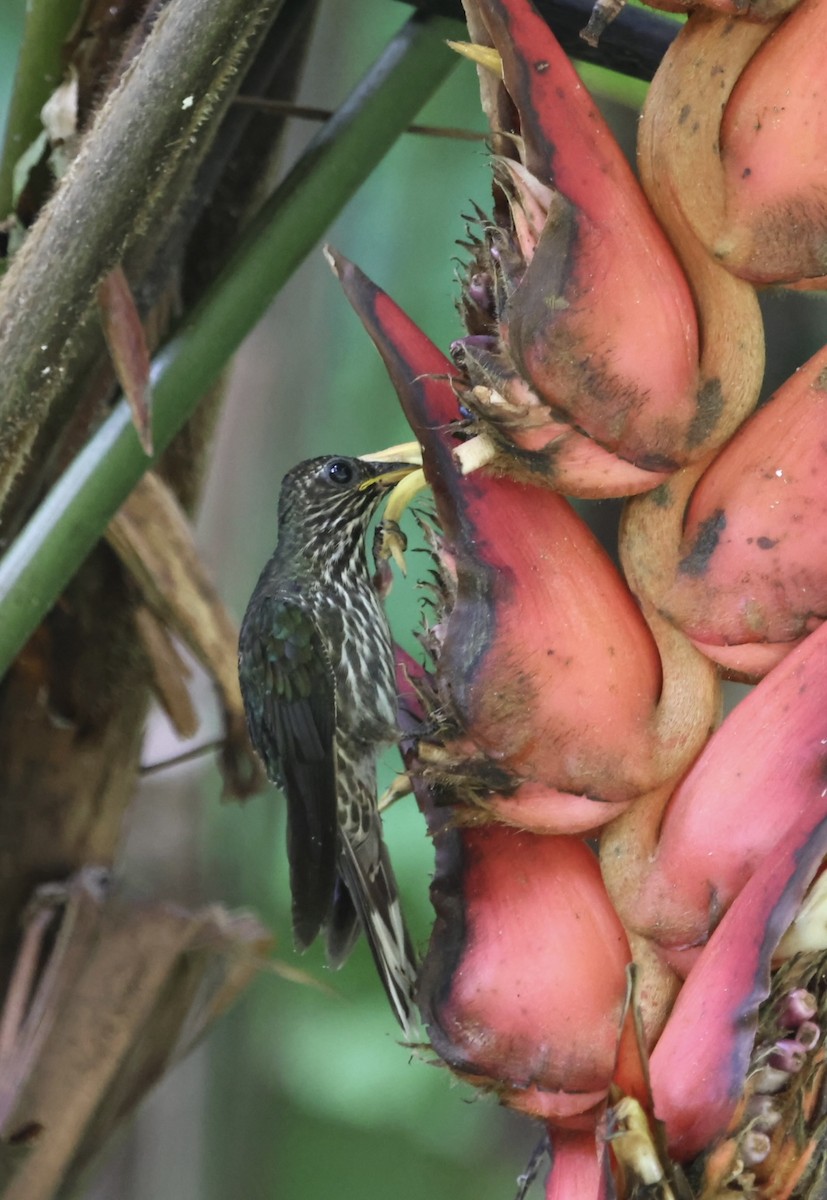 White-tipped Sicklebill - ML645477412
