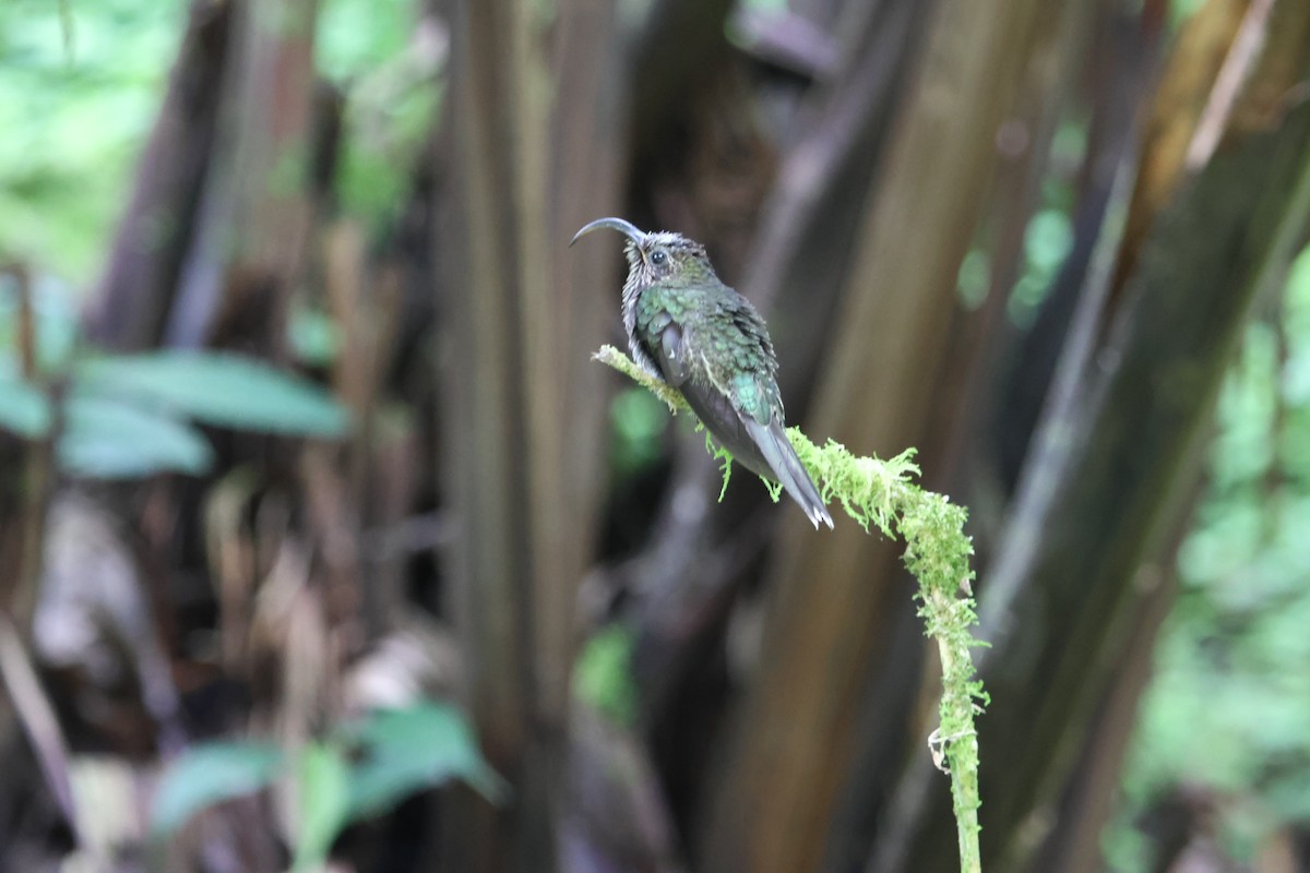 White-tipped Sicklebill - ML645477413