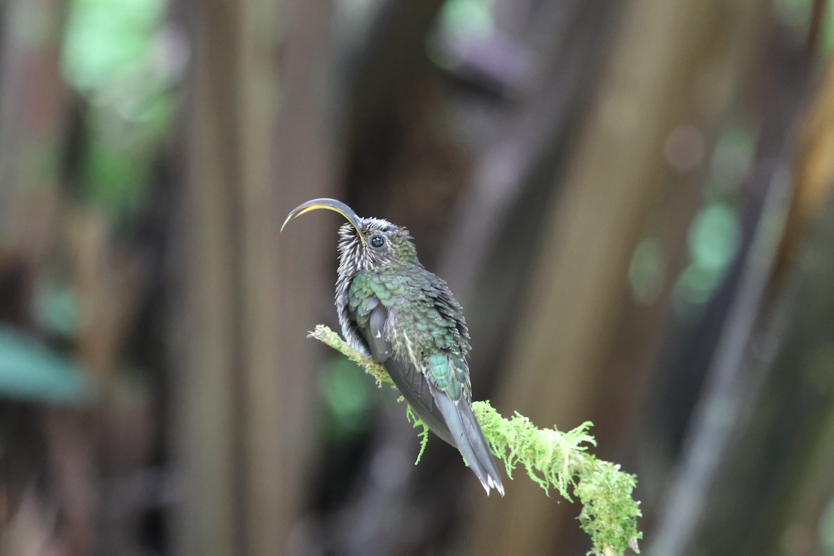 White-tipped Sicklebill - ML645477414