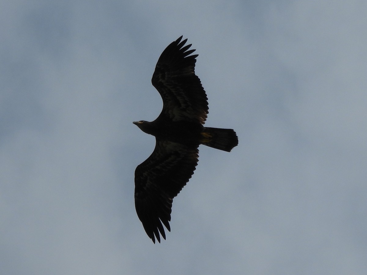Bald Eagle - ML645477418