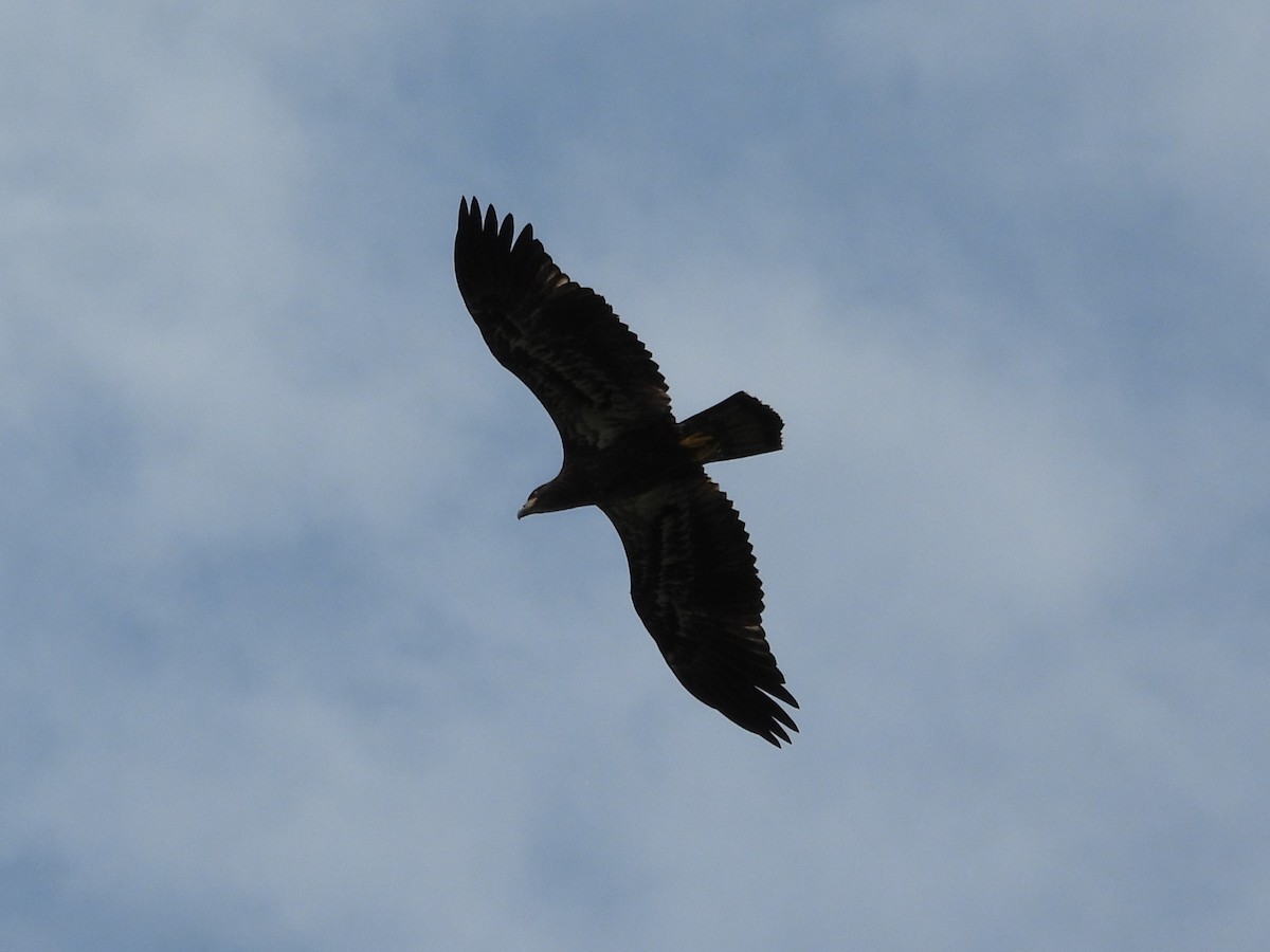 Bald Eagle - ML645477419