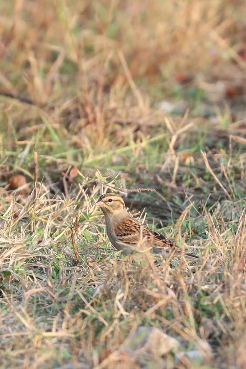 Chipping Sparrow - ML645477420