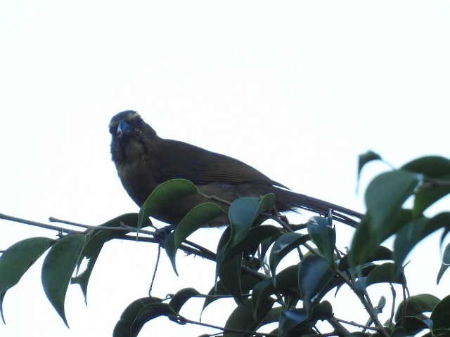 Cinnamon-bellied Saltator - ML645477423