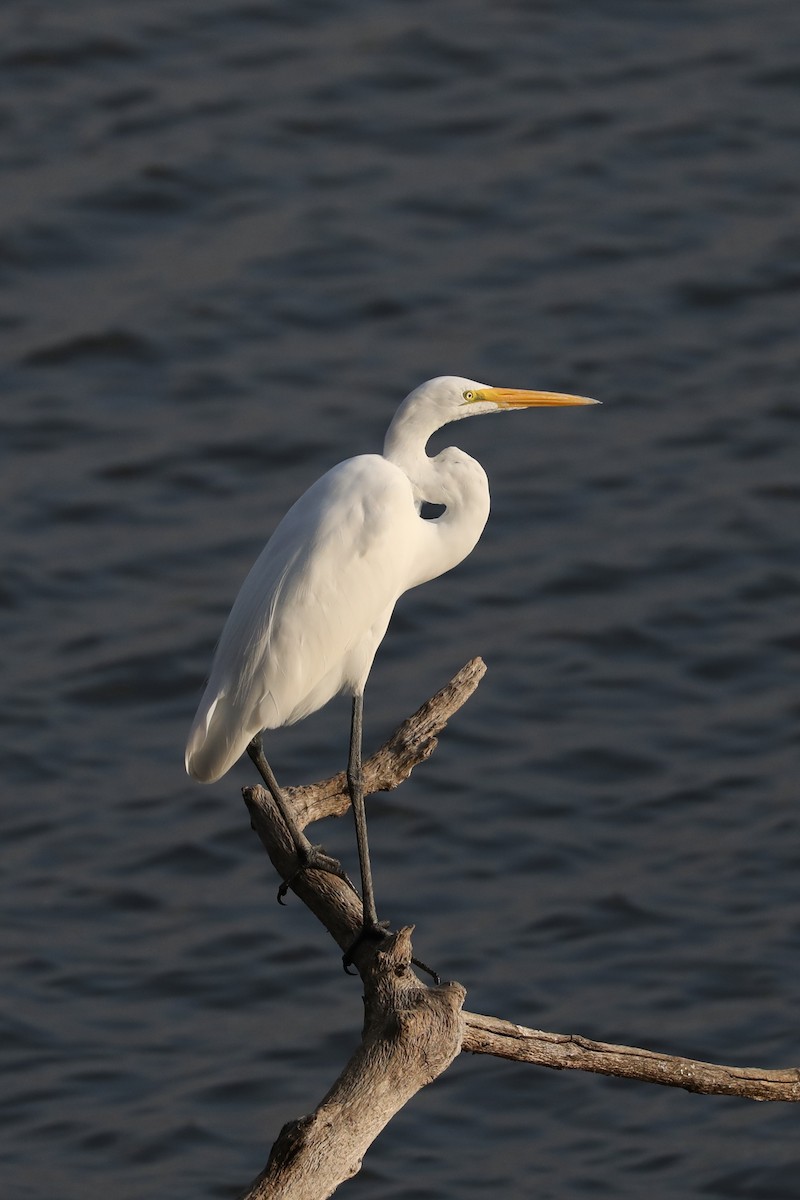 Silberreiher - ML645477424