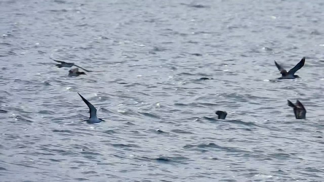 Streaked Shearwater - ML645477432