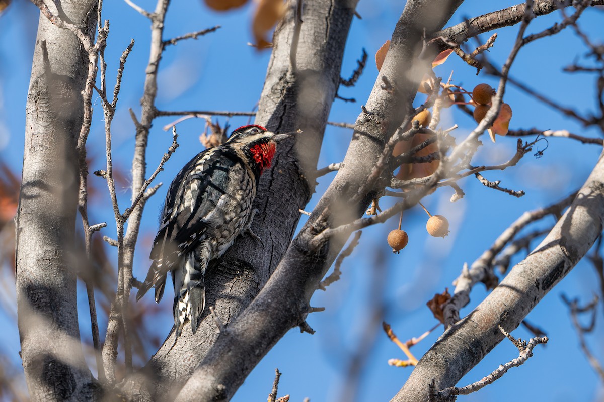 rødnakkesevjespett - ML645477438