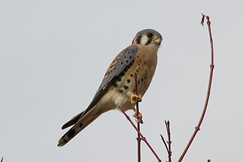 spurvefalk - ML645477440