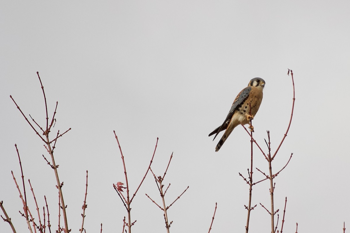 spurvefalk - ML645477441