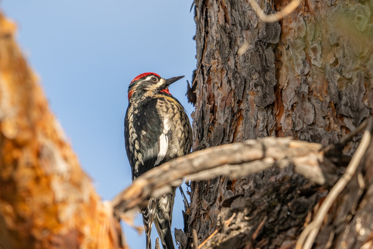 rødnakkesevjespett - ML645477443