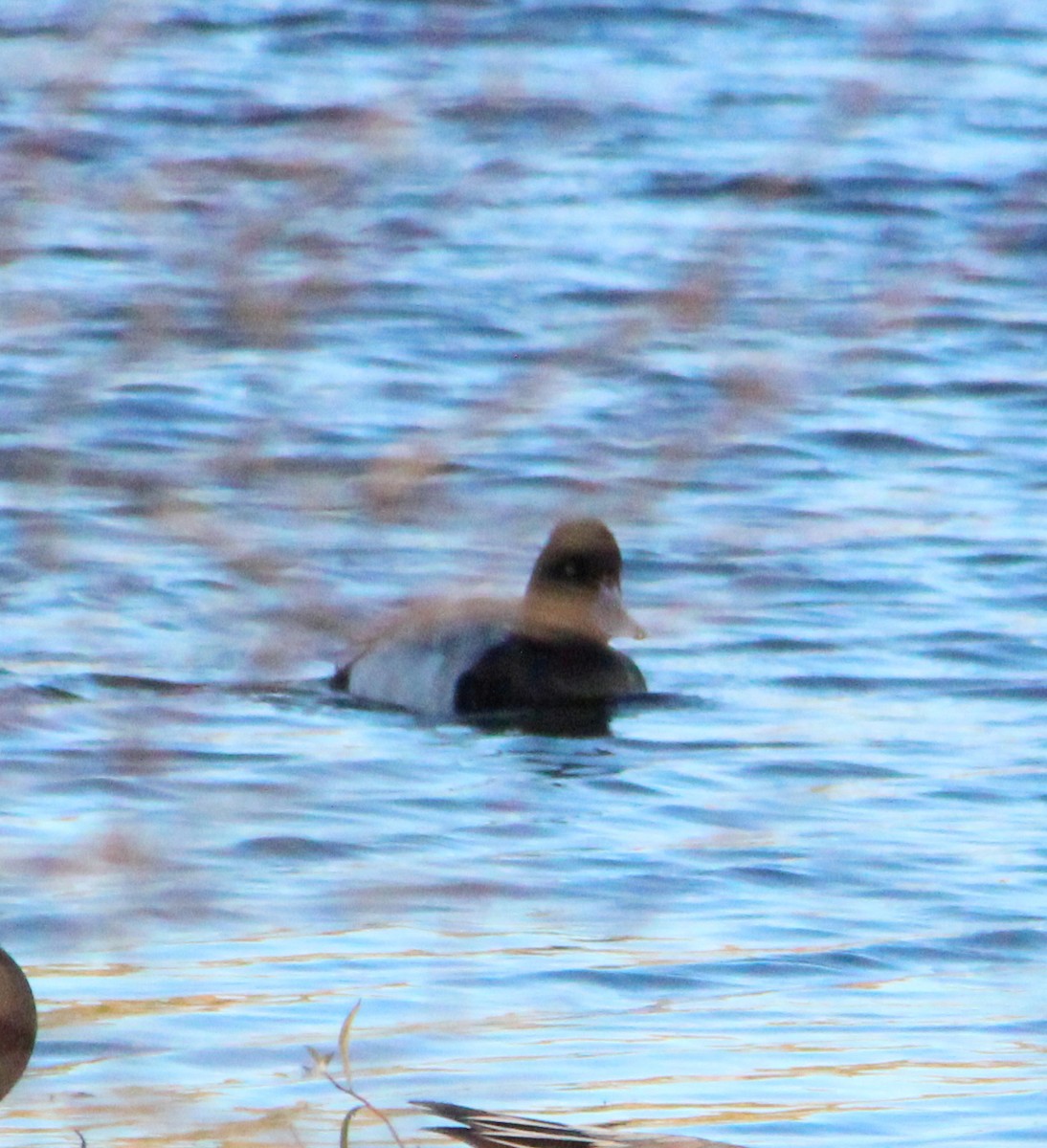 Porrón Bastardo/Bola - ML645477446