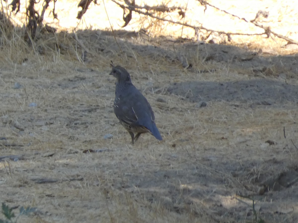 Galeper kaliforniarra - ML645477451