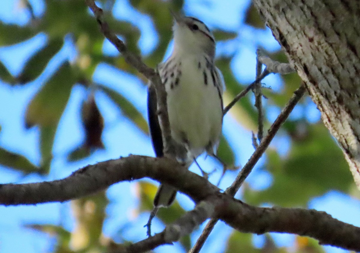 Black-and-white Warbler - ML645477453