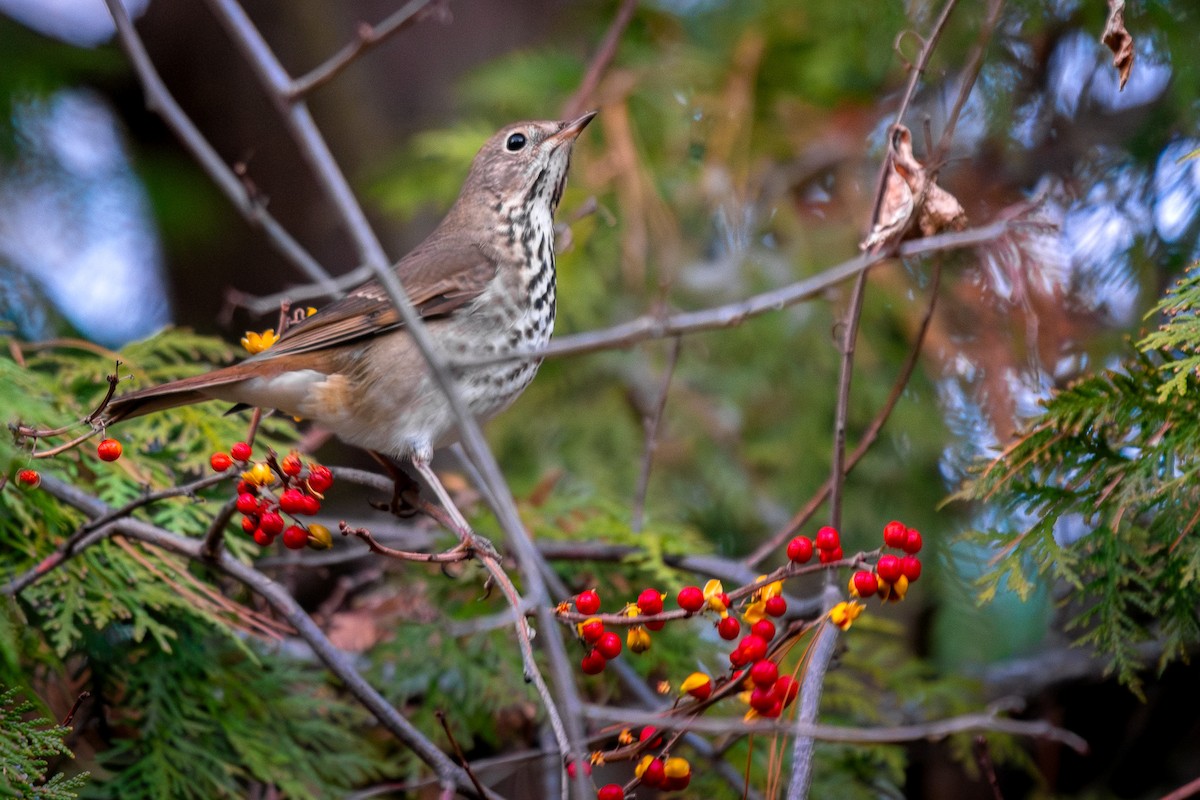 Hermit Thrush - ML645477454