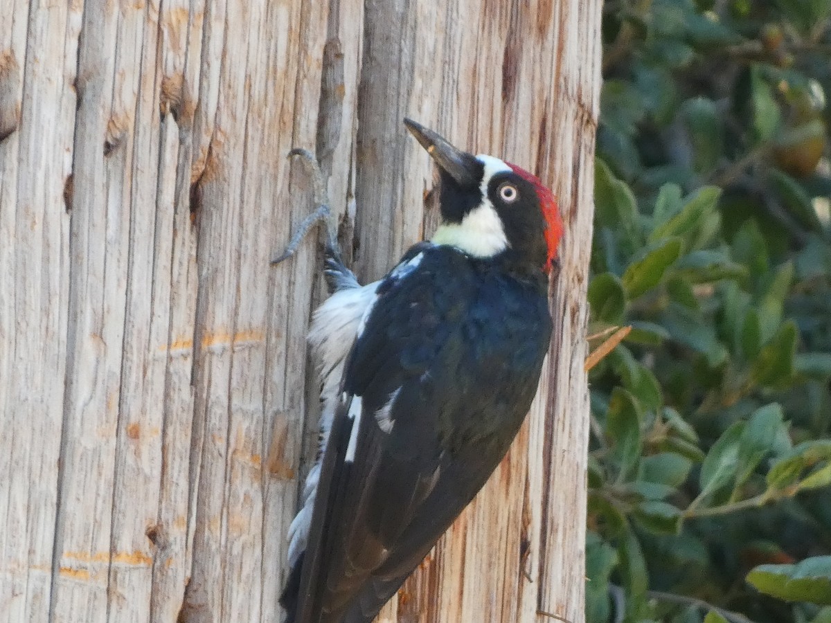 Acorn Woodpecker - ML645477462