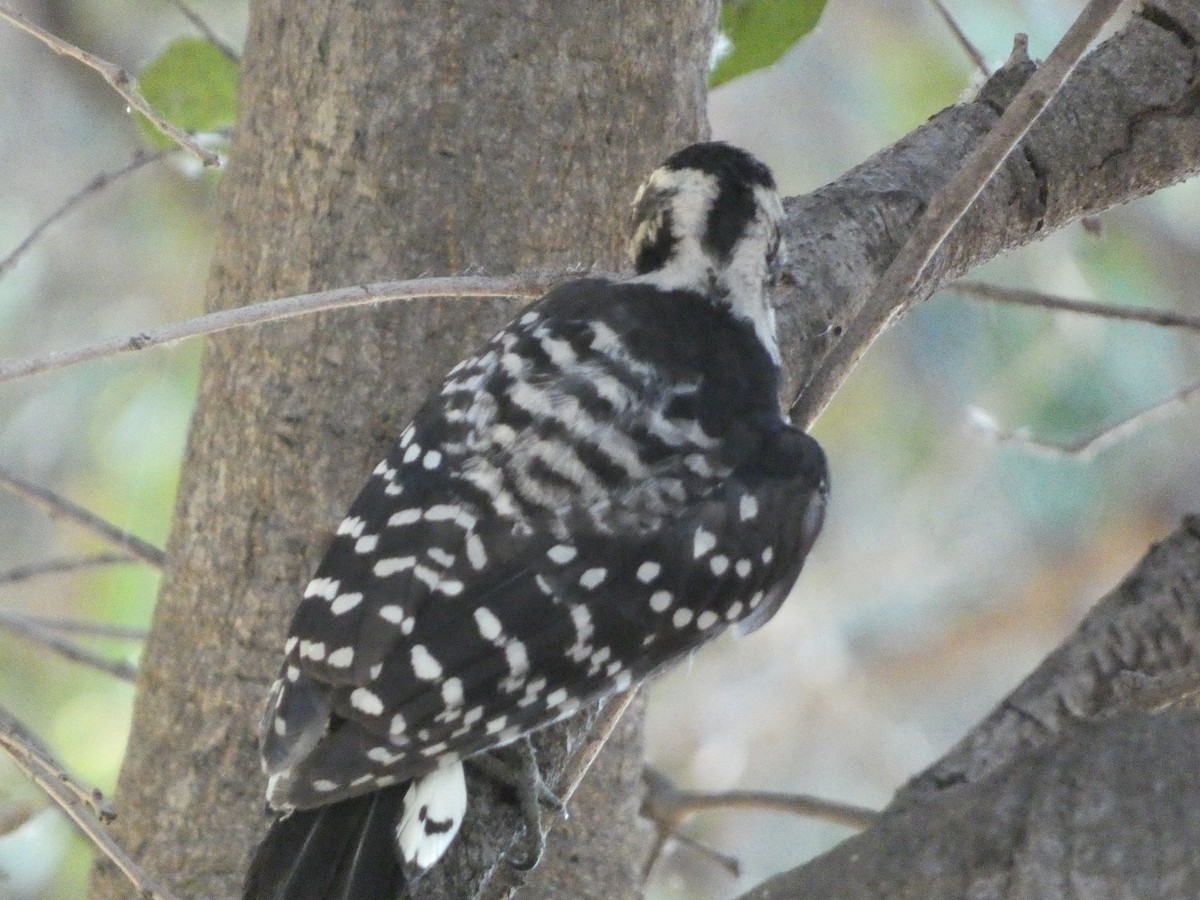 Nuttall's Woodpecker - ML645477466