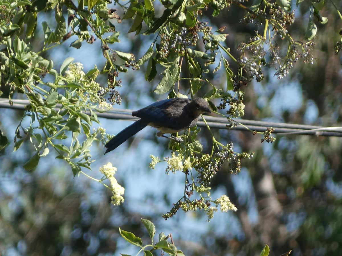California Scrub-Jay - ML645477479