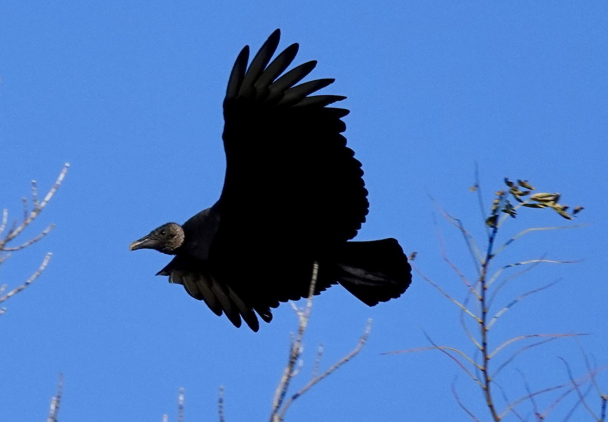 Black Vulture - ML645477482