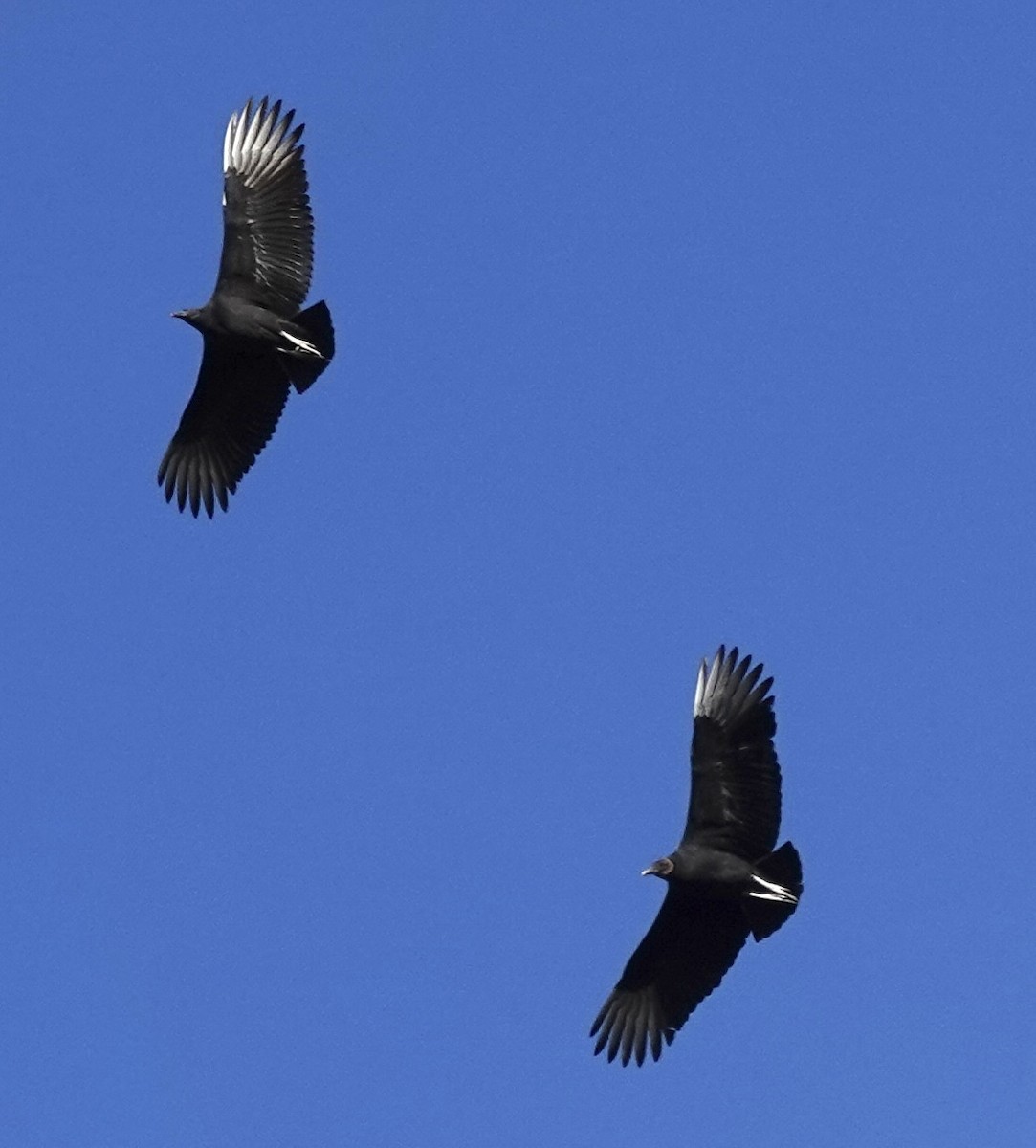 Black Vulture - ML645477483