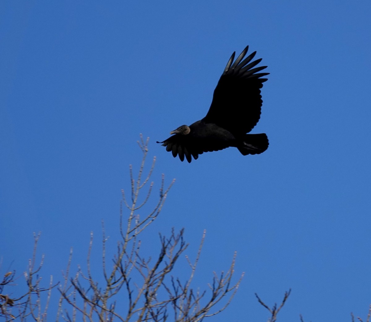 Black Vulture - ML645477484