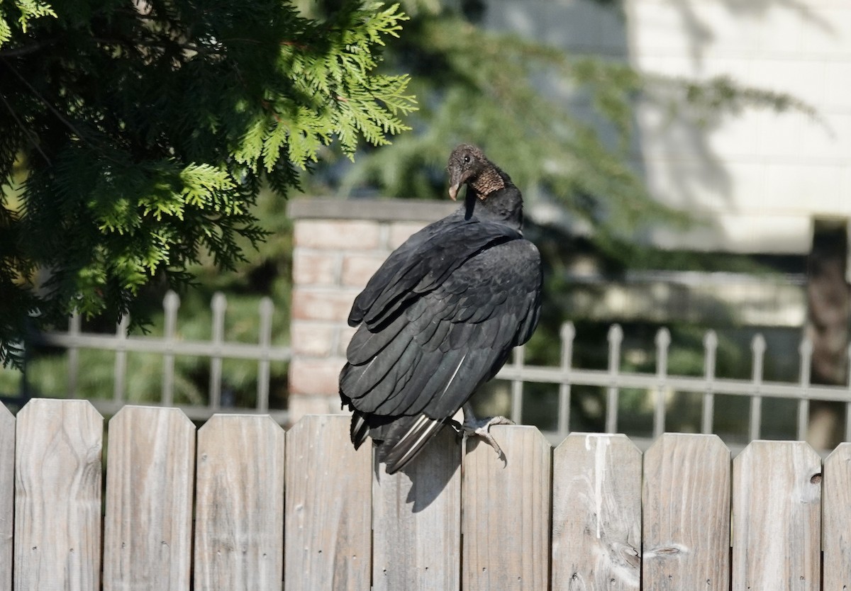 Black Vulture - ML645477485