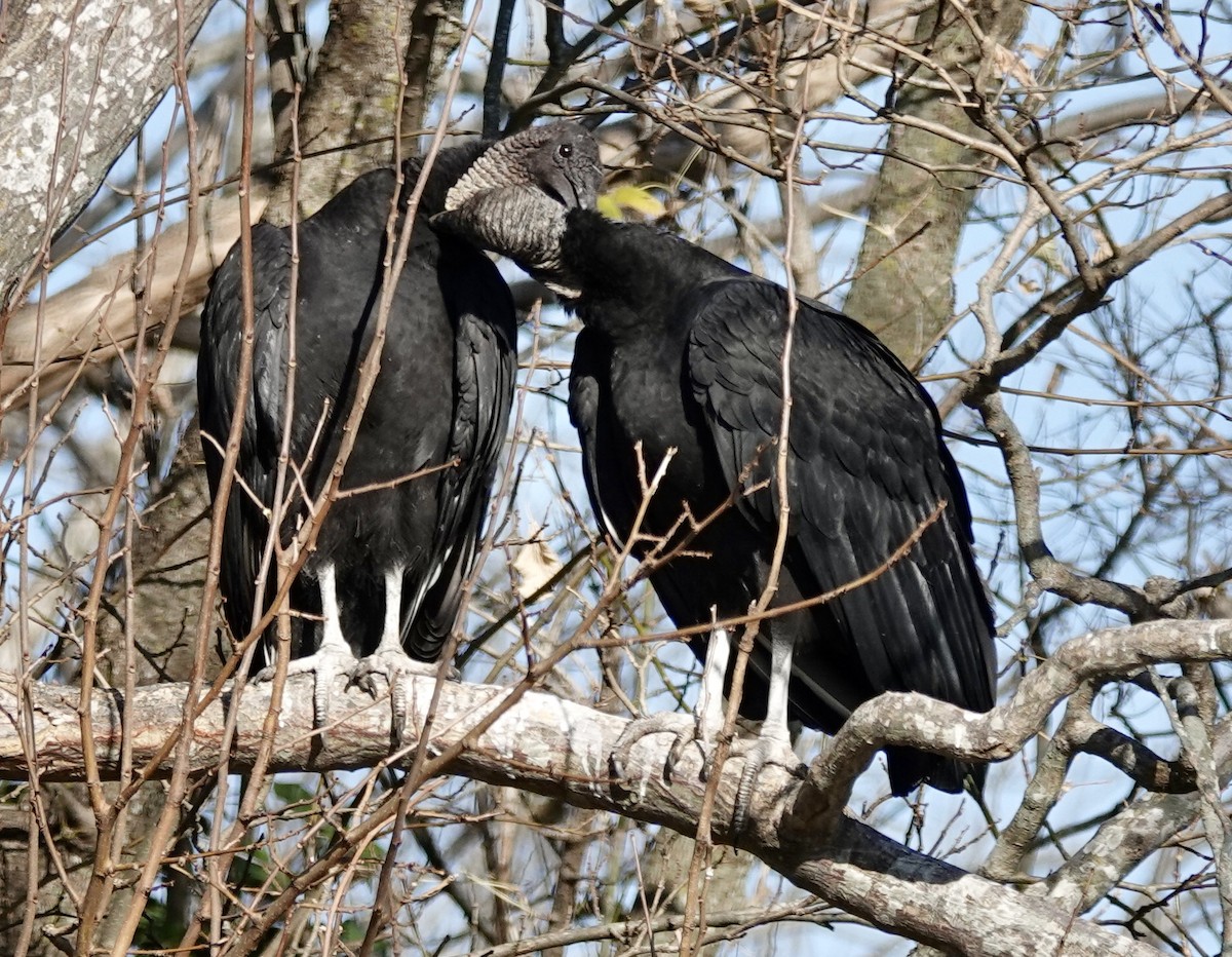 Black Vulture - ML645477486