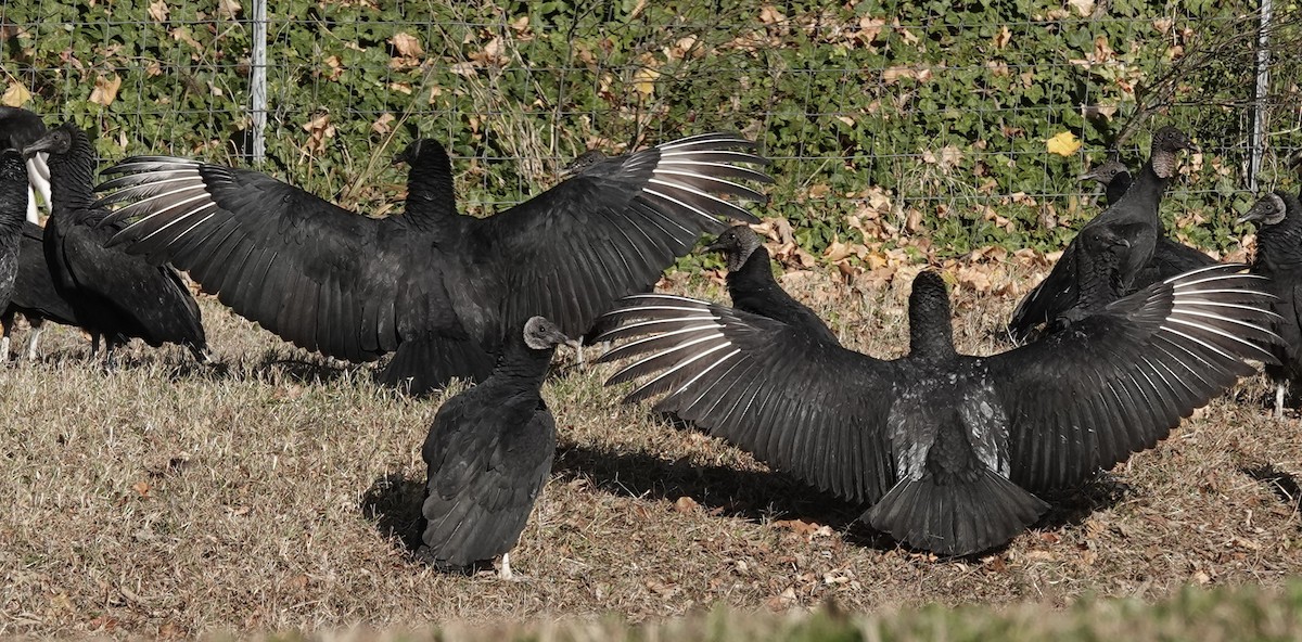 Black Vulture - ML645477487