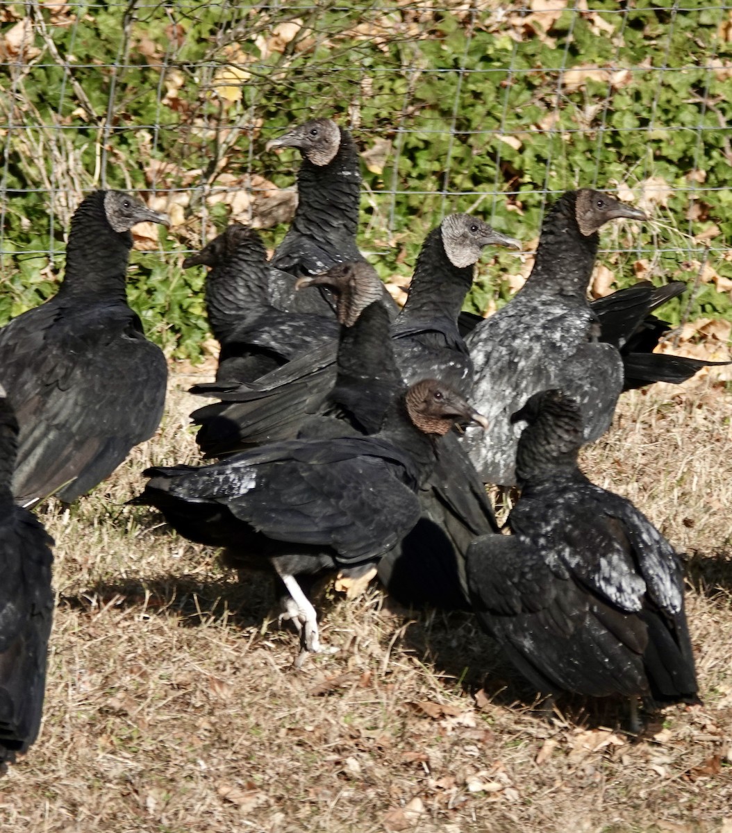 Black Vulture - ML645477490
