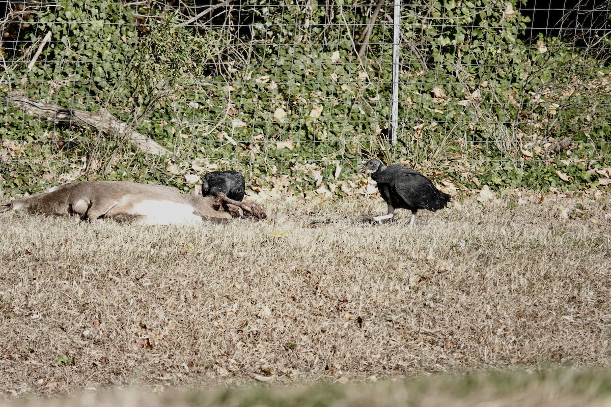 Black Vulture - ML645477491