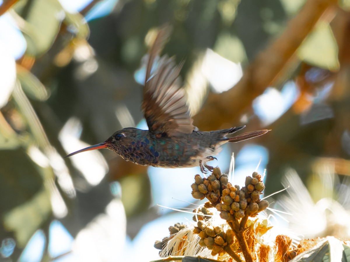 Sapphire-spangled Emerald - ML645477497