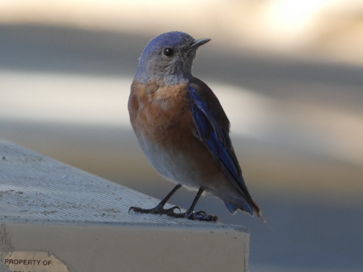 Western Bluebird - ML645477499