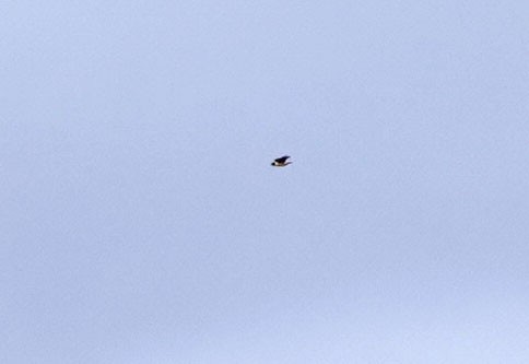 Мартиновий sp. - ML645477500