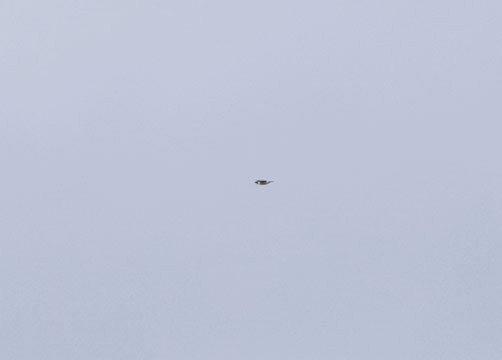 Мартиновий sp. - ML645477501