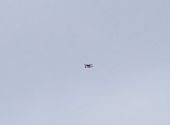 Мартиновий sp. - ML645477502