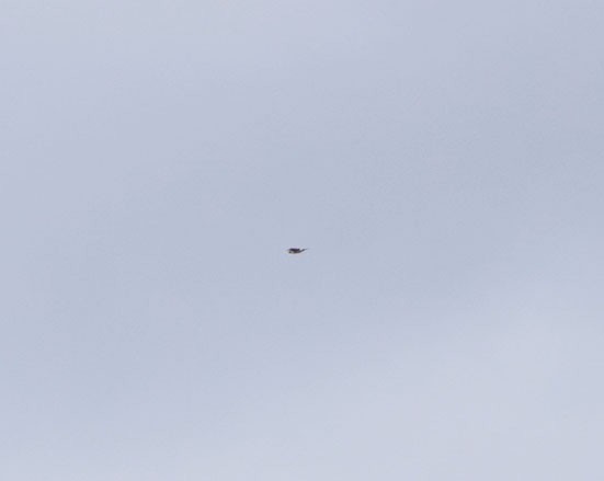 Мартиновий sp. - ML645477503