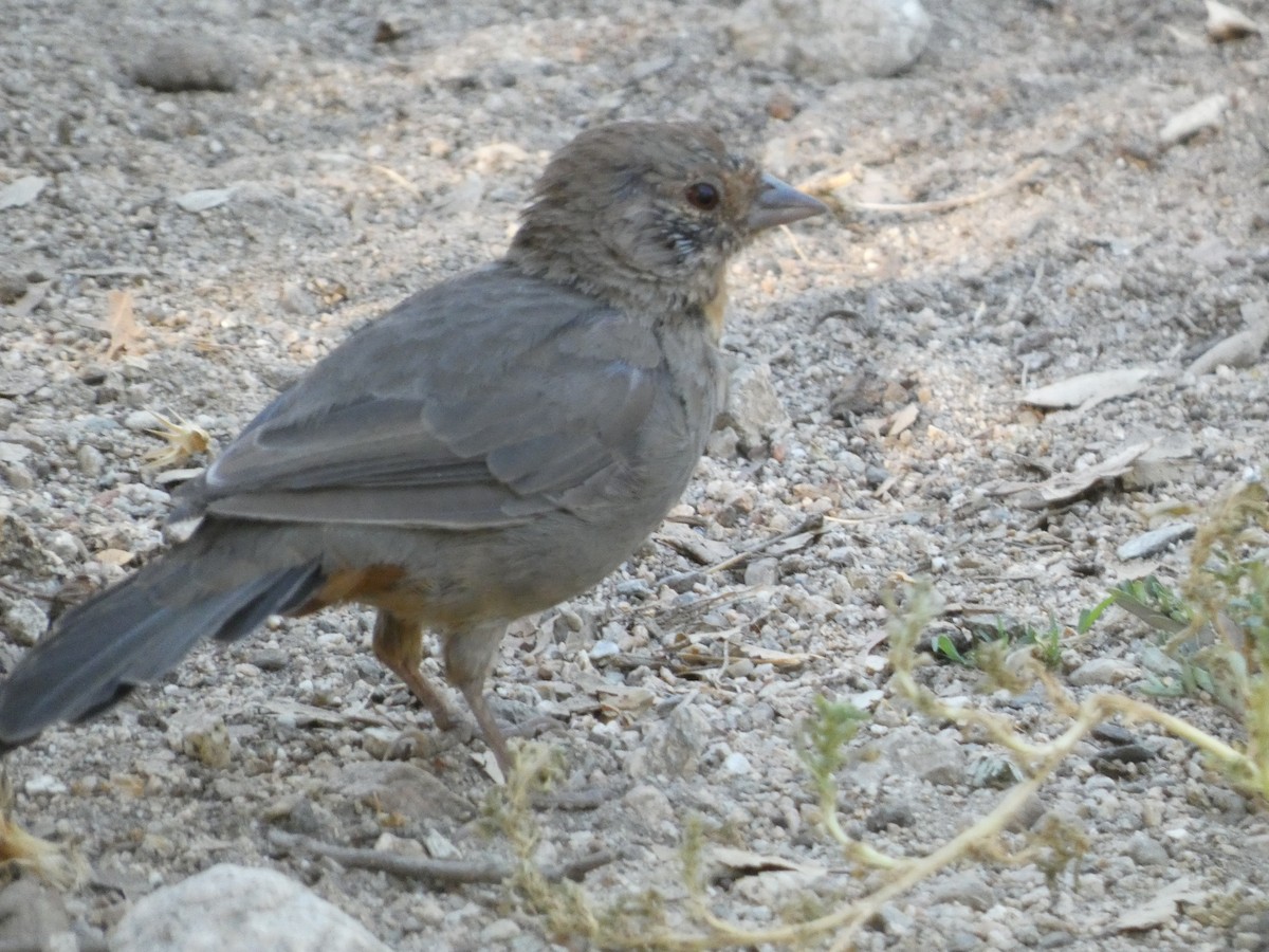 California Towhee - ML645477507