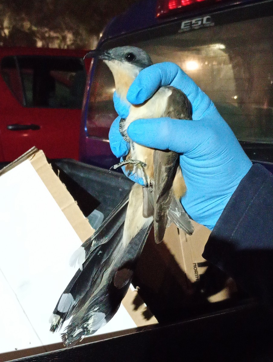 Кукліло бурий - ML645477513