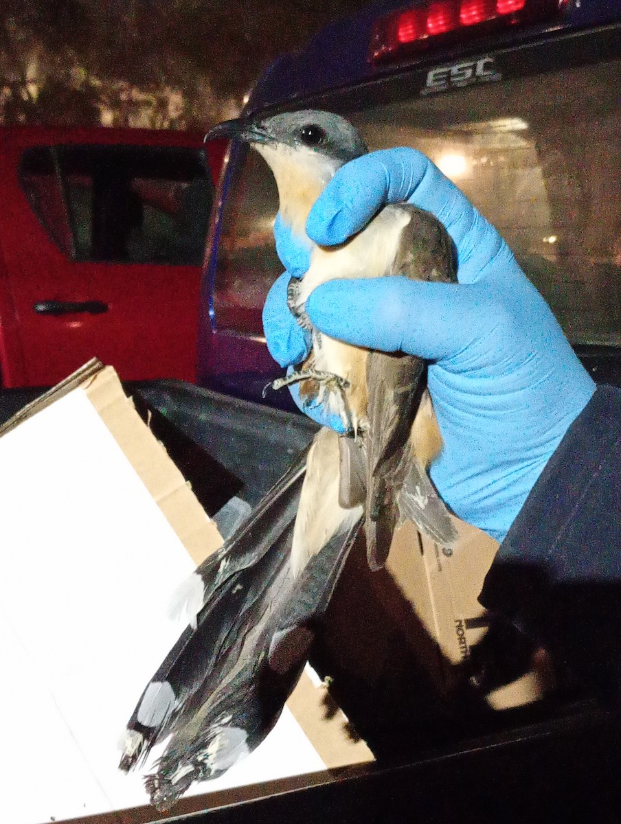 Кукліло бурий - ML645477514