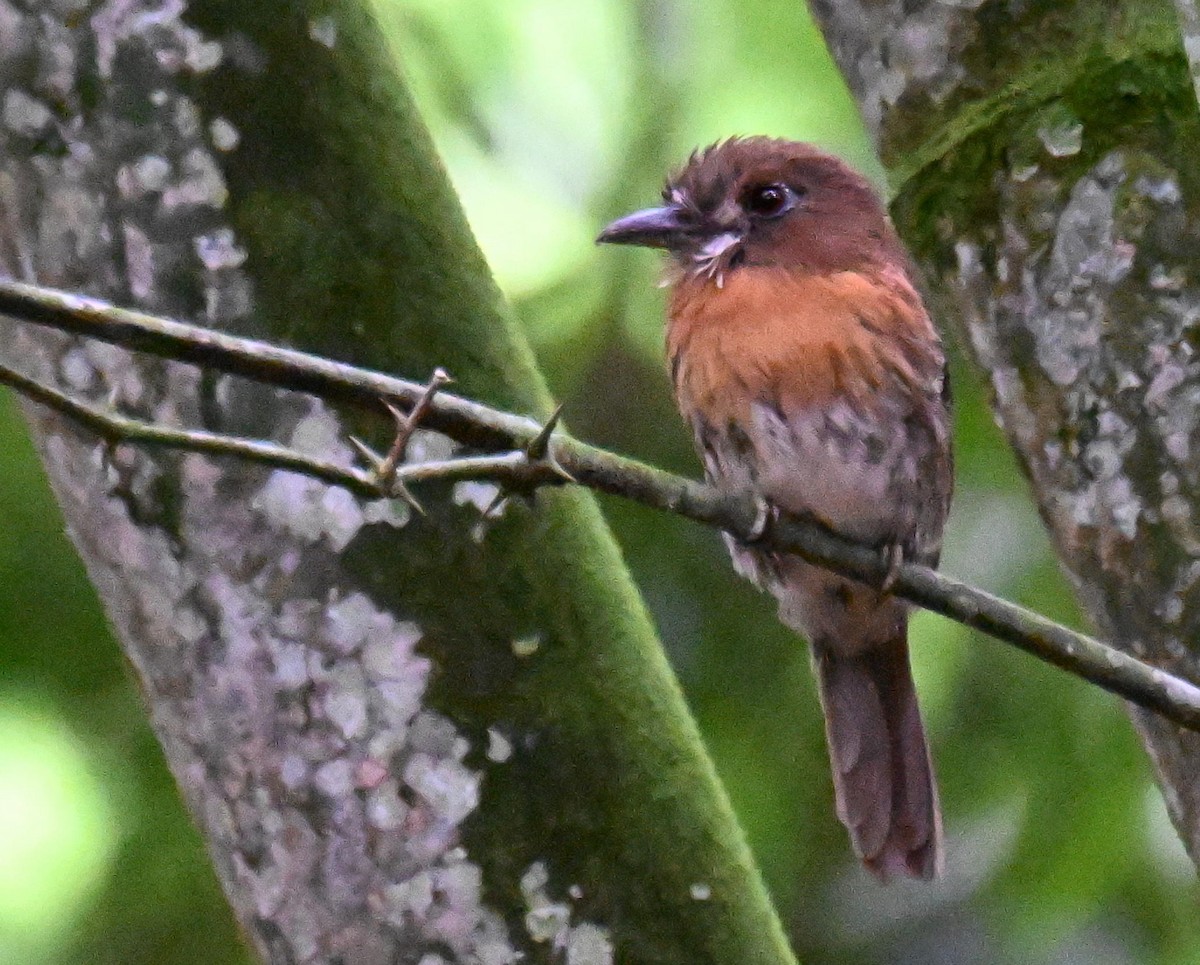 Moustached Puffbird - ML645477515