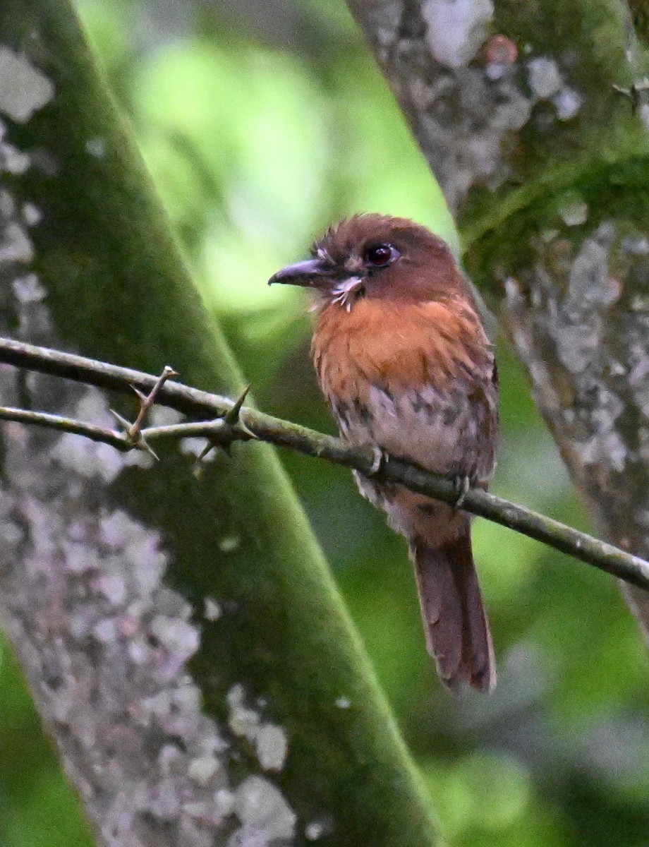 Moustached Puffbird - ML645477516