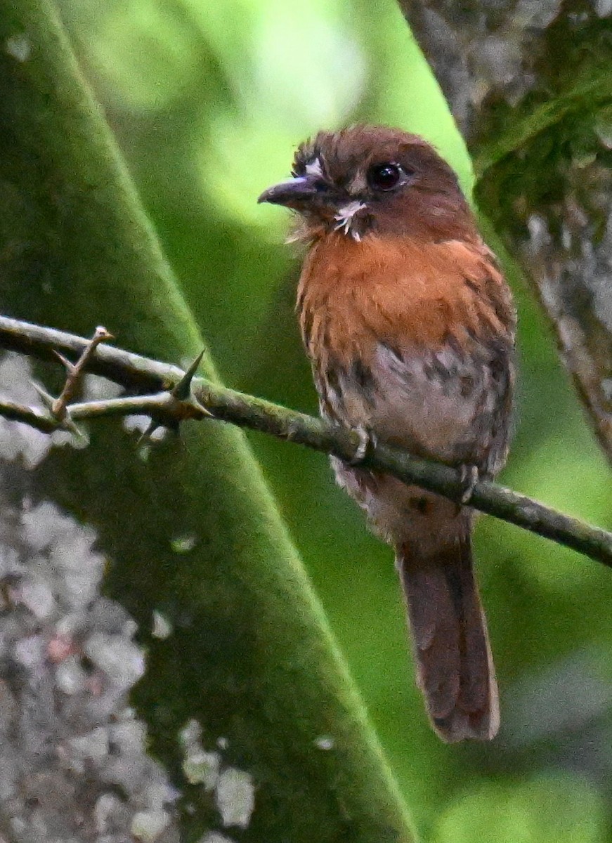 Moustached Puffbird - ML645477517