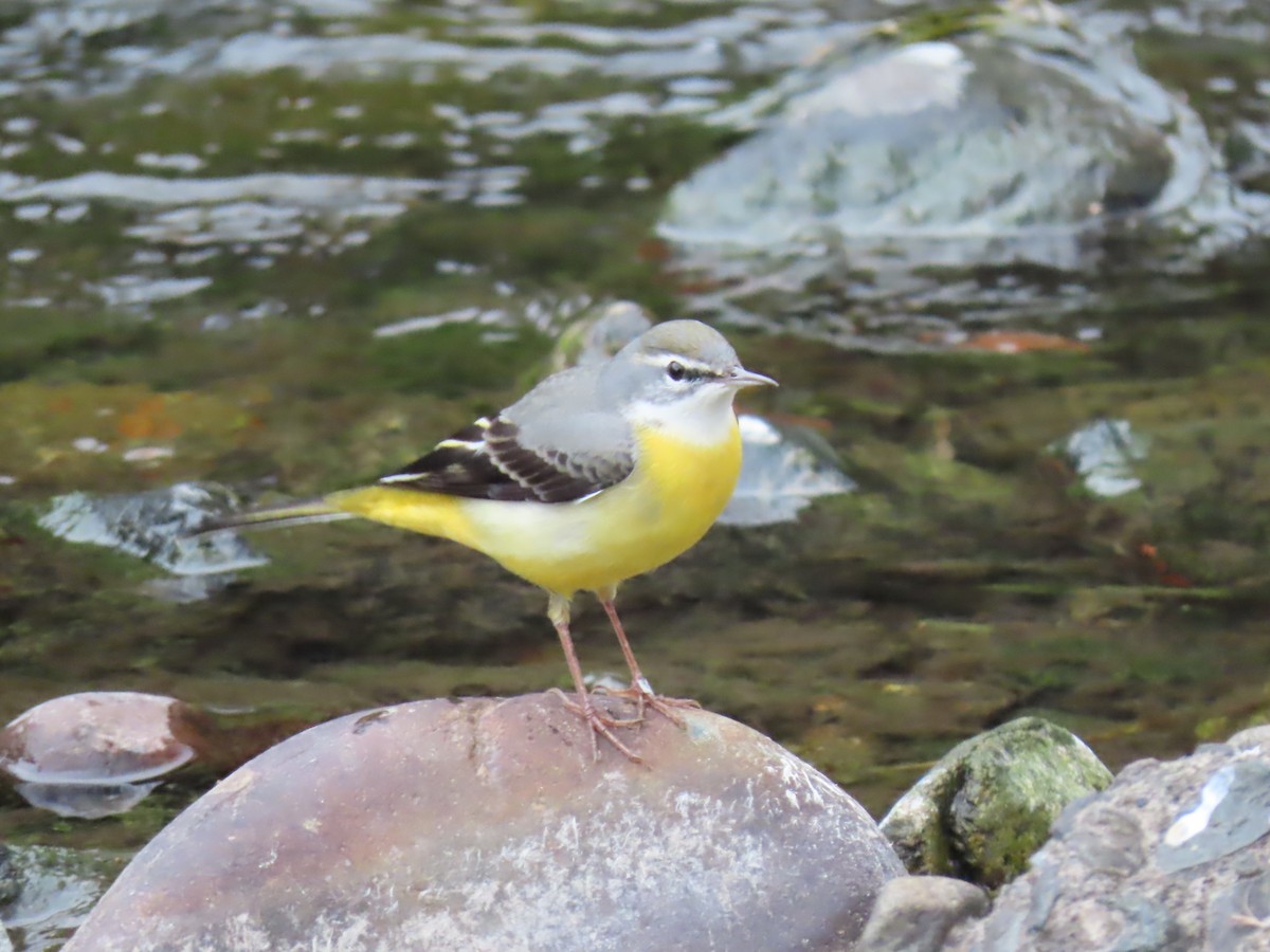 Gray Wagtail - ML645477526
