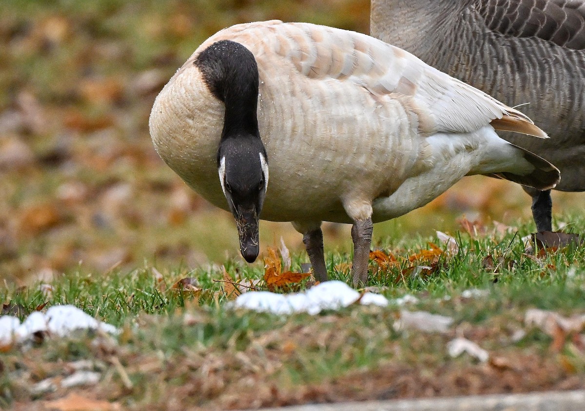 Barnacla Canadiense Grande - ML645477534