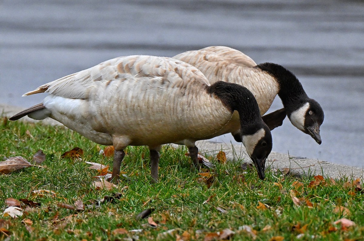 Barnacla Canadiense Grande - ML645477535