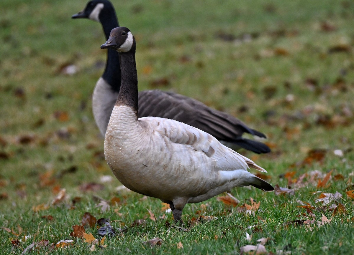 Barnacla Canadiense Grande - ML645477536