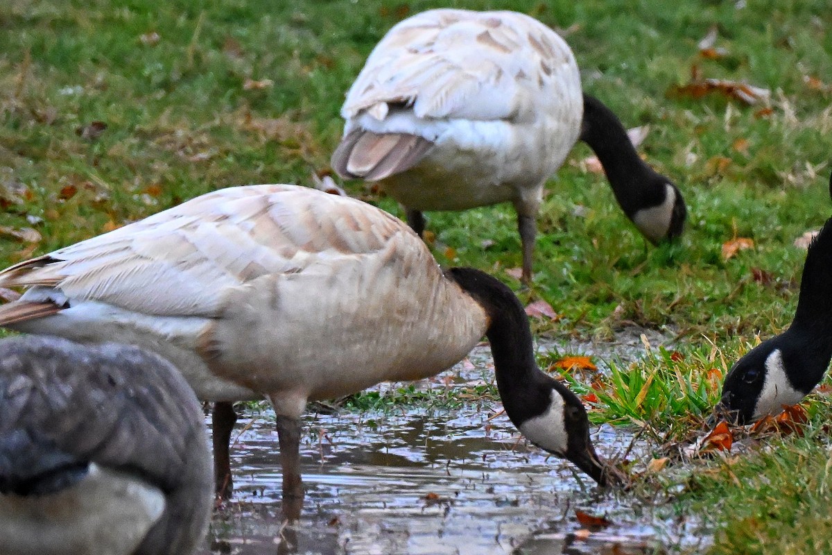 Barnacla Canadiense Grande - ML645477537