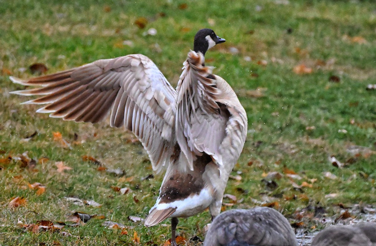 Barnacla Canadiense Grande - ML645477538