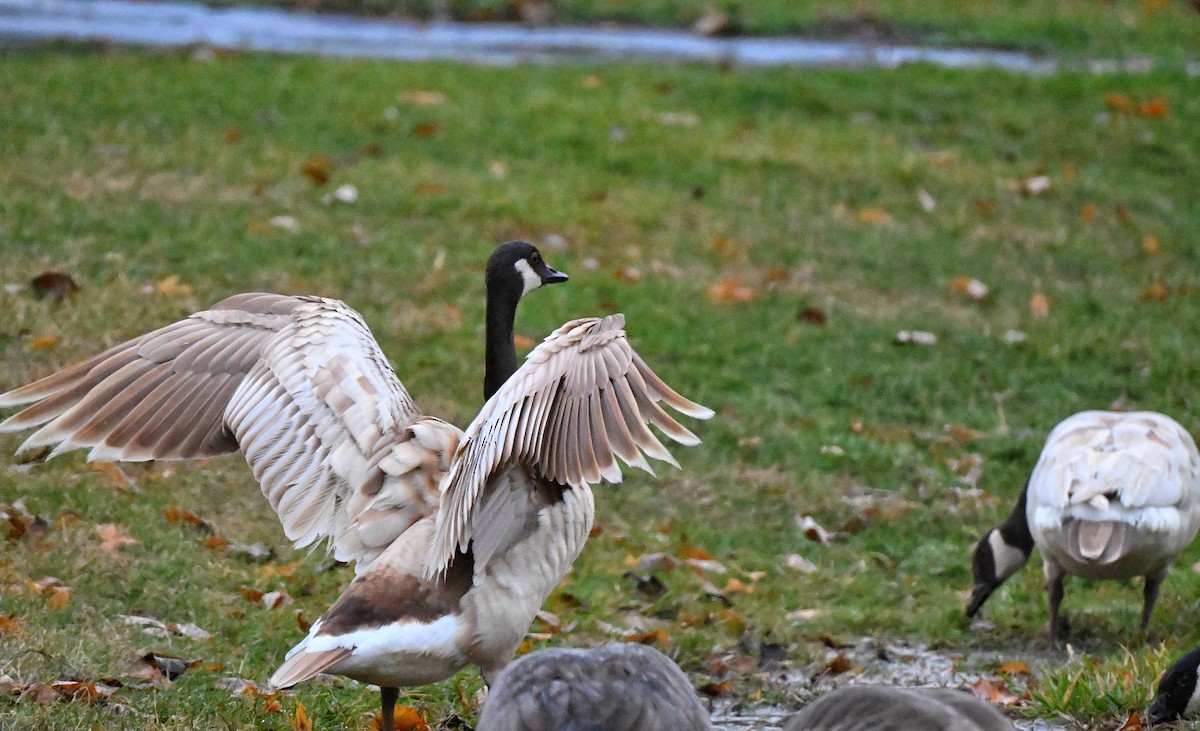 Barnacla Canadiense Grande - ML645477539