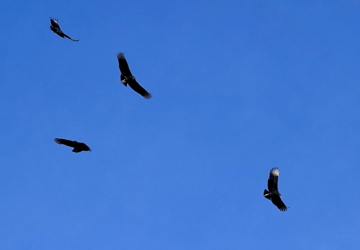 Black Vulture - ML645477542